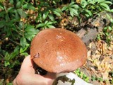 Tylopilus plumbeoviolaceus image