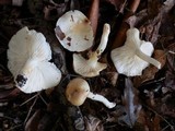 Hygrophorus tennesseensis image