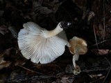 Hygrophorus tennesseensis image