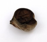 Disciotis venosa image