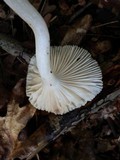 Hygrophorus tennesseensis image