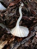 Hygrophorus tennesseensis image