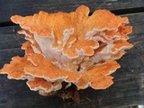 Laetiporus cincinnatus image