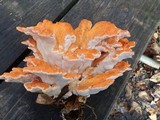 Laetiporus cincinnatus image
