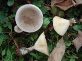 Ampulloclitocybe clavipes image
