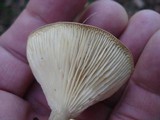Ampulloclitocybe clavipes image