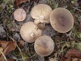 Lactarius hibbardae image