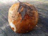 Tricholoma aurantium image