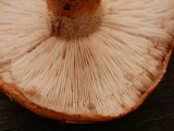 Tricholoma aurantium image