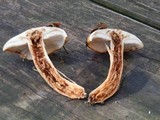 Tricholoma aurantium image