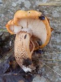 Tricholoma aurantium image