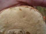 Leccinum versipelle image