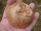 Leccinum versipelle image
