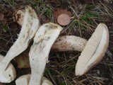 Leccinum holopus image