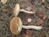 Leccinum holopus image