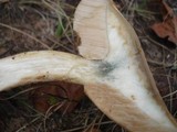 Leccinum holopus image