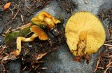 Tricholomopsis decora image