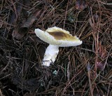 Floccularia albolanaripes image