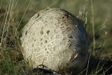 Calvatia pachyderma image