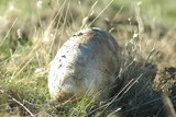 Calvatia pachyderma image