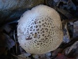 Amanita onusta image