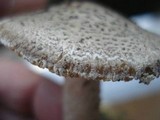 Amanita onusta image