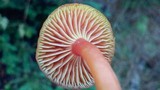 Hygrocybe miniata image