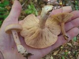 Lactarius theiogalus image