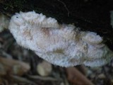 Merulius tremellosus image
