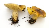 Floccularia albolanaripes image