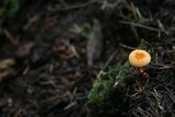 Hygrophoropsis aurantiaca image