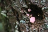 Tubulifera arachnoidea image
