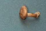 Inocybe taxocystis image