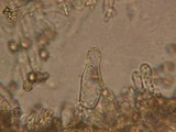 Inocybe taxocystis image