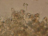 Inocybe taxocystis image
