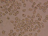 Inocybe taxocystis image