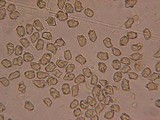 Inocybe taxocystis image