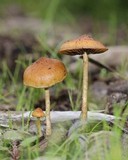 Hypholoma tuberosum image