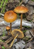 Hypholoma tuberosum image