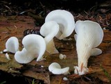 Pleurocybella porrigens image