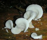 Pleurocybella porrigens image