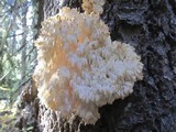Hericium abietis image