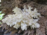 Hericium abietis image