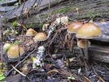 Hypholoma dispersum image