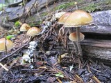 Hypholoma dispersum image