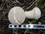 Lycoperdon excipuliforme image