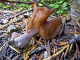 Gyromitra infula image