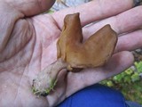 Gyromitra infula image