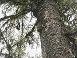 Fomitopsis officinalis image