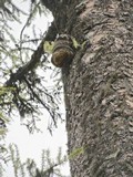 Fomitopsis officinalis image